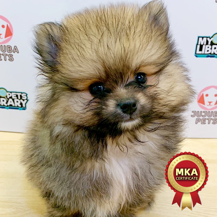 MKA Pomeranian Puppy (Male) For Sale