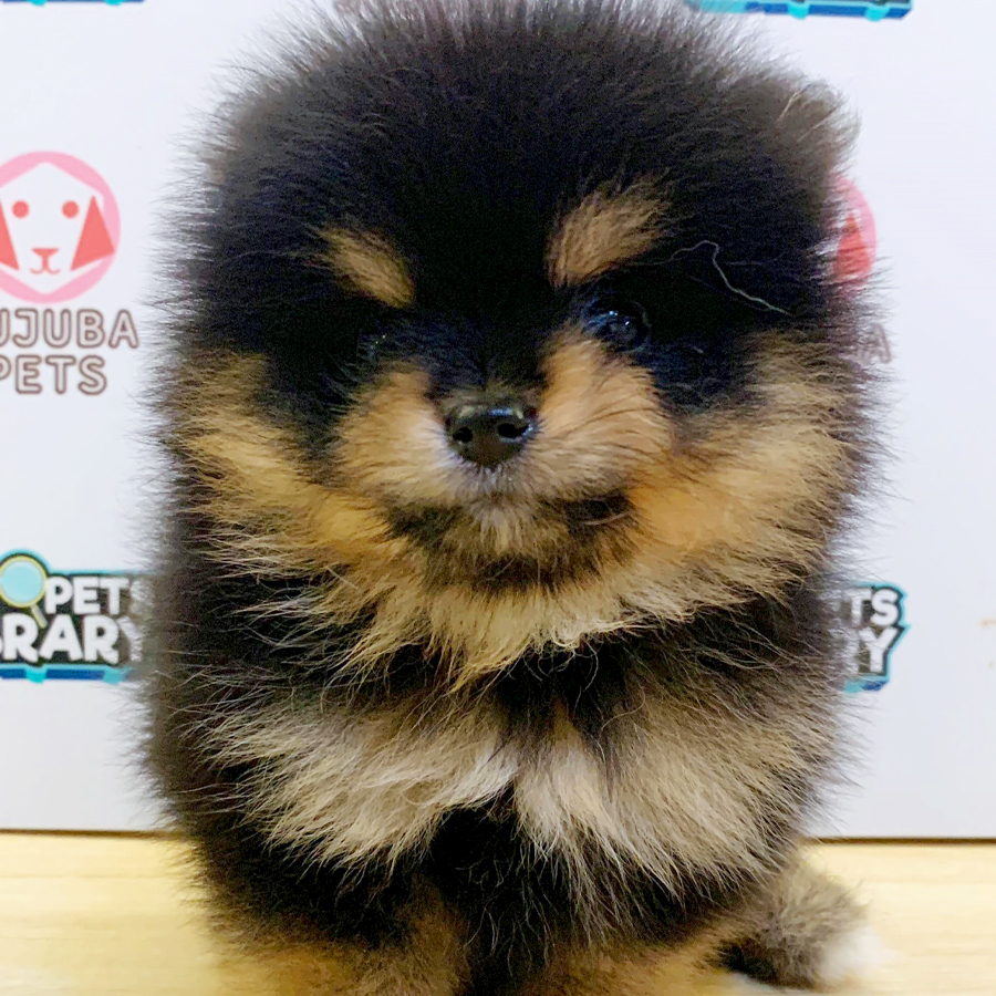 Tiny Pomeranian Puppy (Female) For Sale