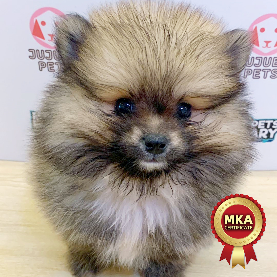 MKA Pomeranian Puppy (Male) For Sale