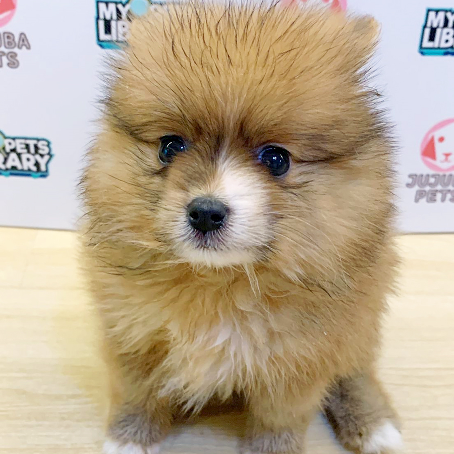 Pomeranian Puppy (Female) For Sale