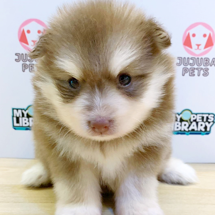 Pomsky Puppy (Male) For Sale