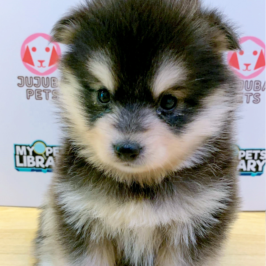 Pomsky Puppy (Male) For Sale