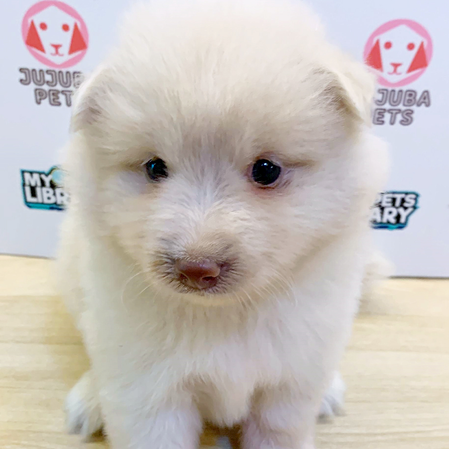 Pomsky Puppy (Male) For Sale