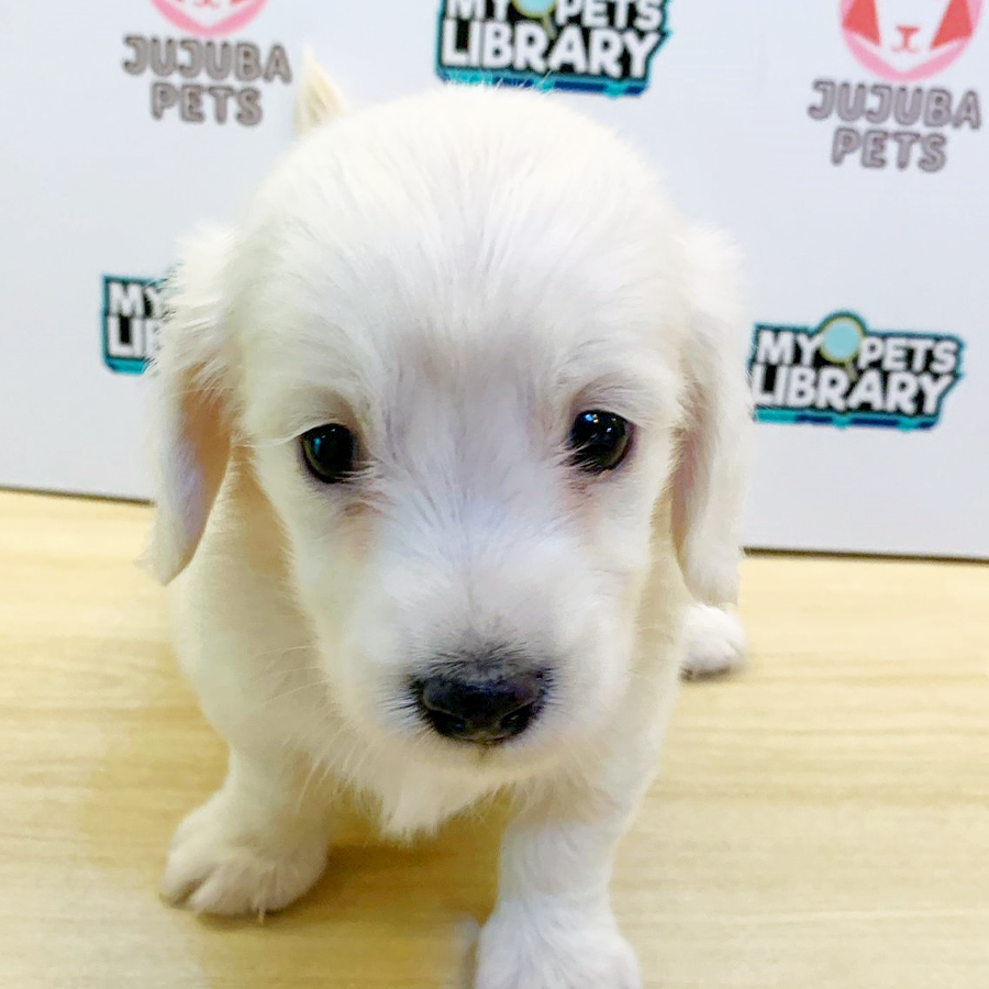 Dachshund Puppy (Male) For Sale
