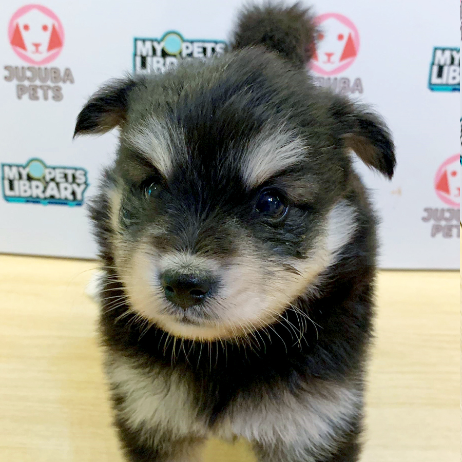 Pomsky Puppy (Male) For Sale