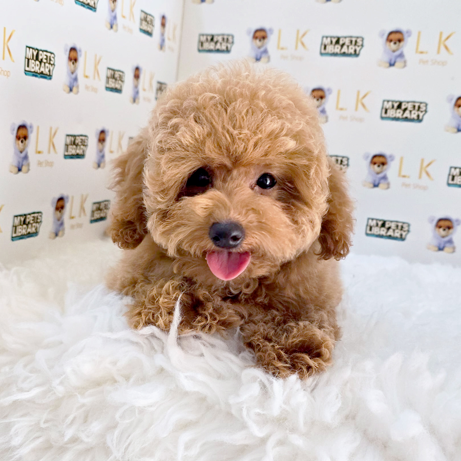 Toy Poodle Puppy (Female) For Sale