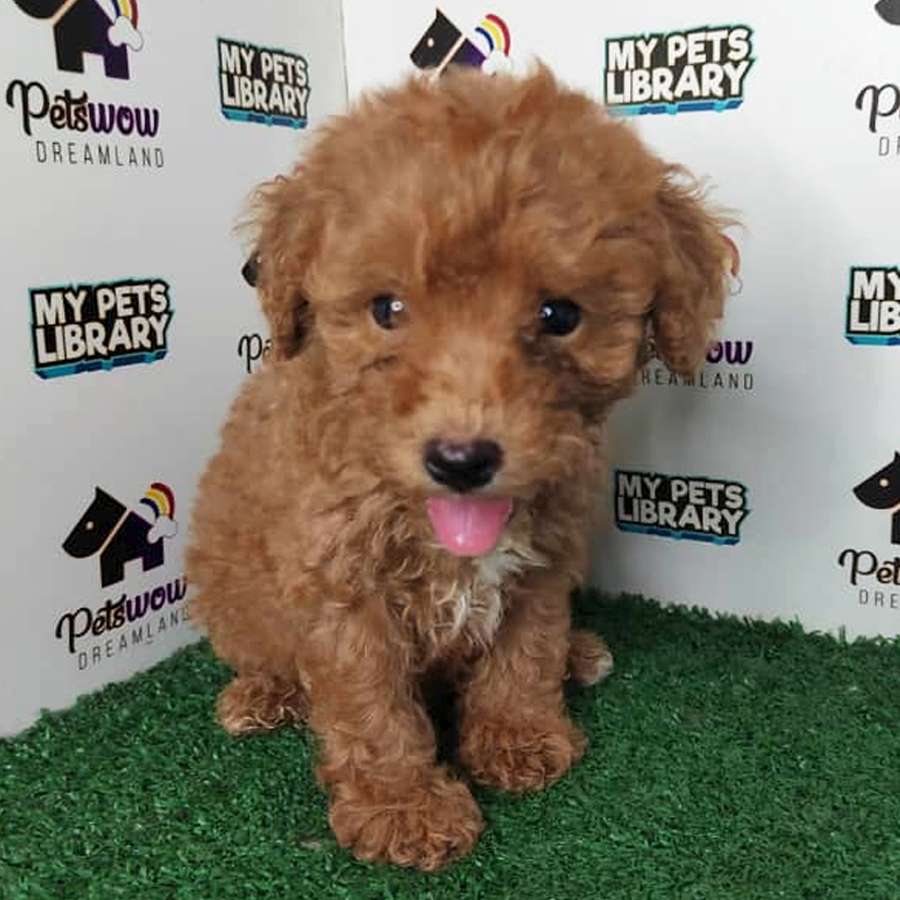 Poodle Puppy (Male) For Sale