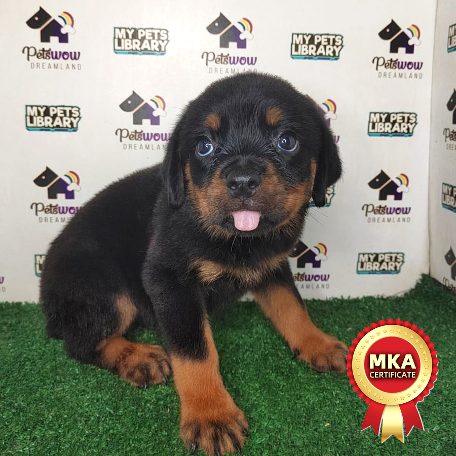 MKA Rottweiler Puppy (Female) For Sale