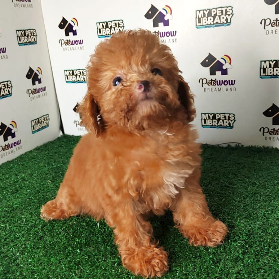 Poodle Puppy (Female) For Sale