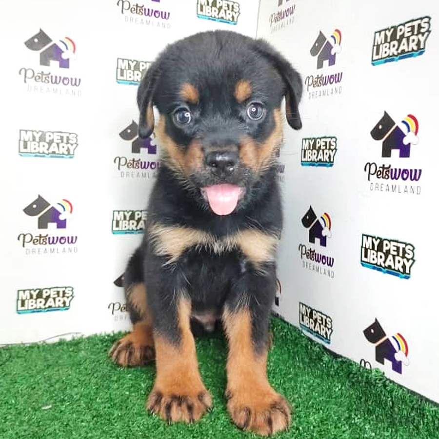 MKA Rottweiler Puppy (Male) For Sale