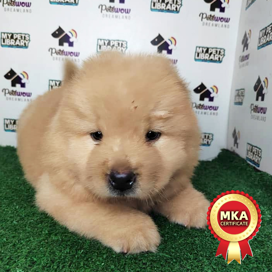 MKA Chow Chow Puppy (Female) For Sale