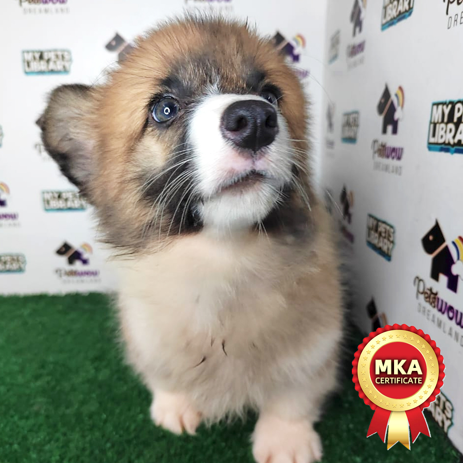 MKA Pembroke Welsh Corgi Puppy (Female) For Sale