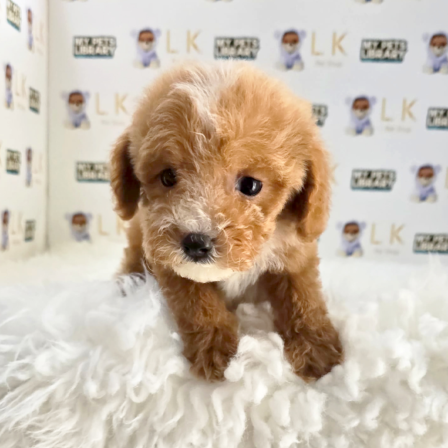 Tiny Maltipoo Puppy (Male) For Sale