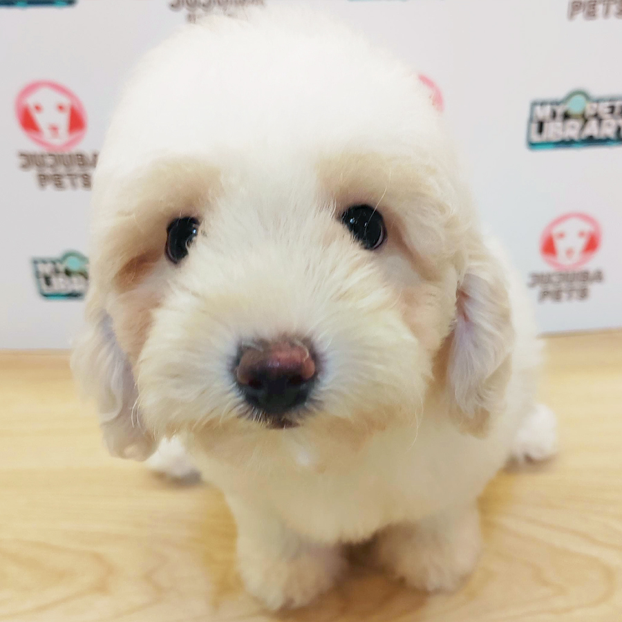 Toy Poodle Puppy (Female) For Sale