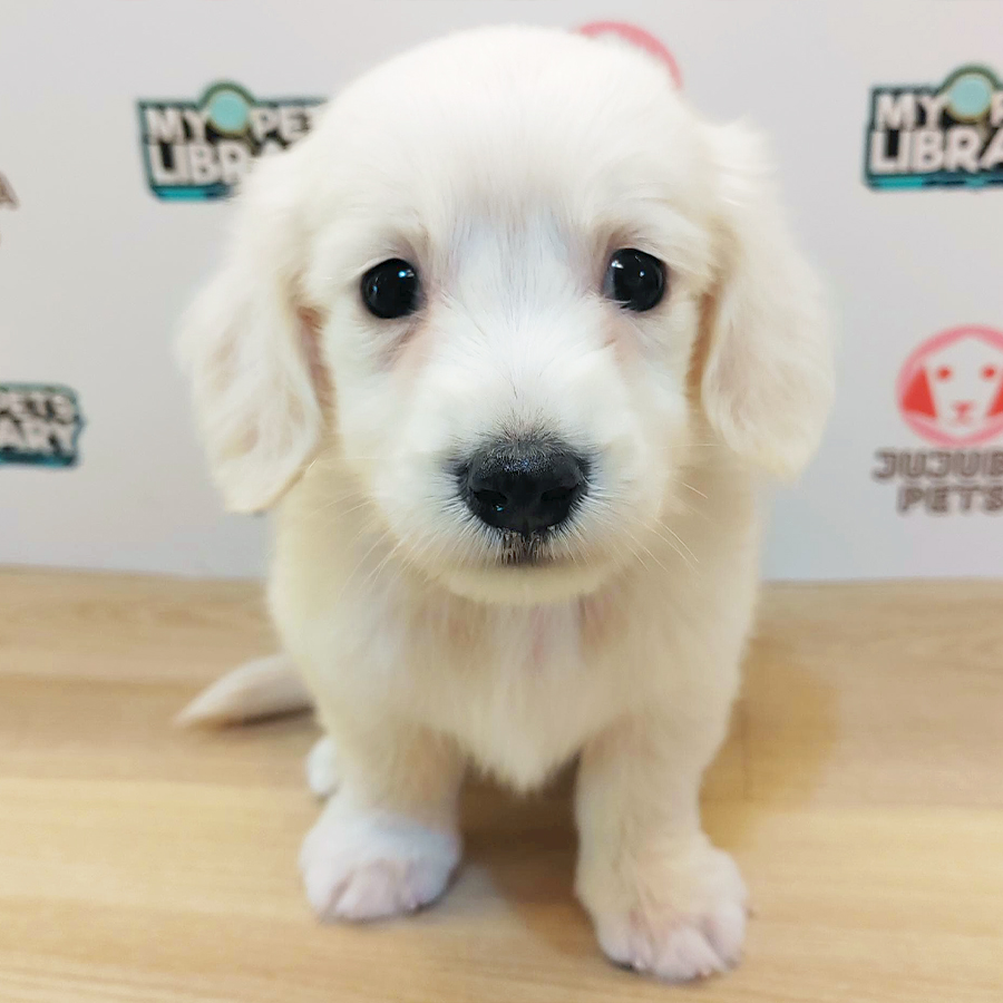 Long Coat Dachshund Puppy (Male) For Sale
