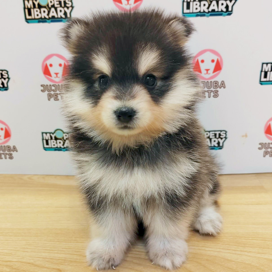 Pomsky Puppy (Male) For Sale