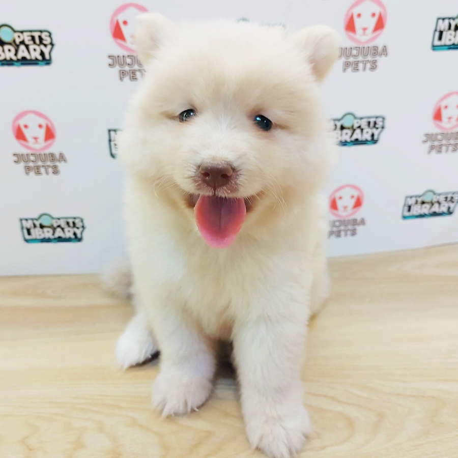 Pomsky Puppy (Male) For Sale