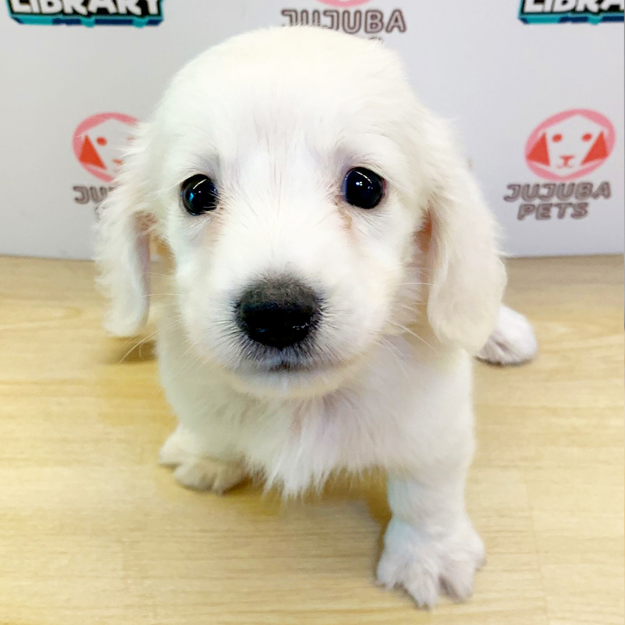 Long Coat Dachshund Puppy (Male) For Sale