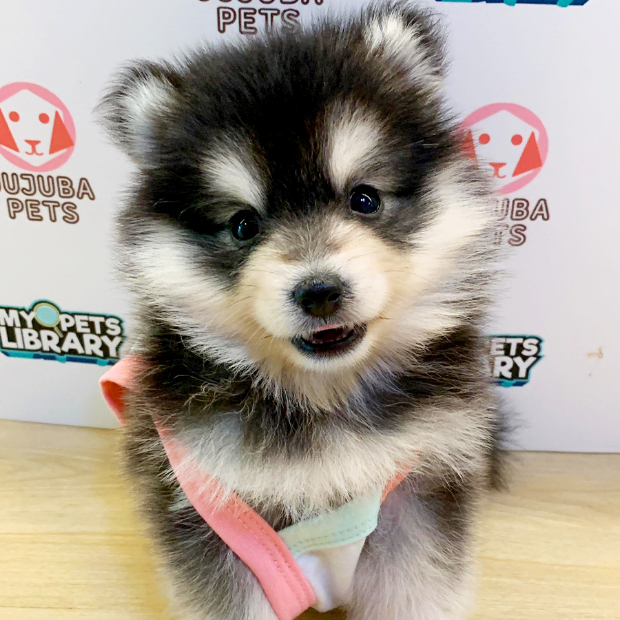 Pomsky Puppy (Male) For Sale