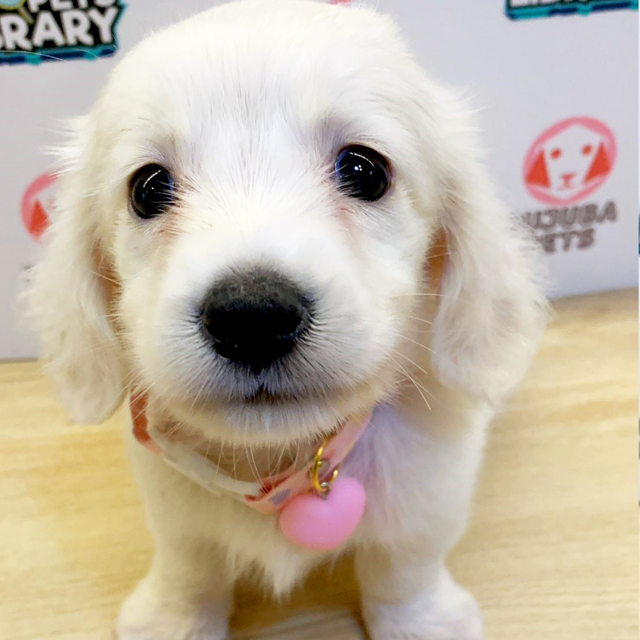 Long Coat Dachshund Puppy (Male) For Sale