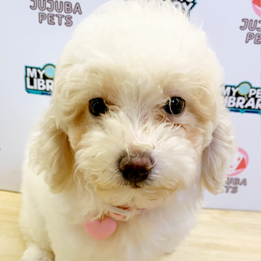 Toy Poodle Puppy (Female) For Sale