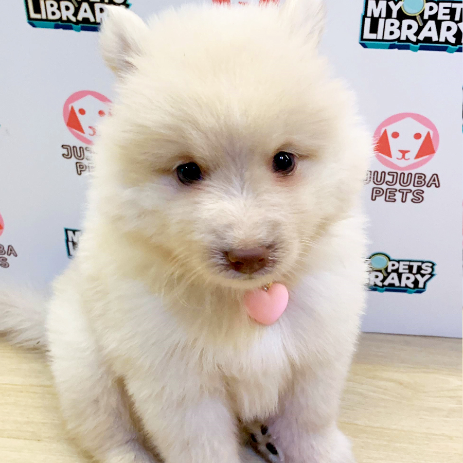 Pomsky Puppy (Male) For Sale