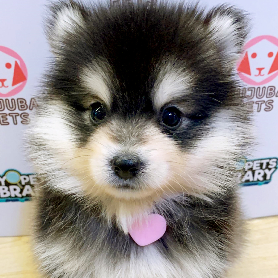 Pomsky Puppy (Male) For Sale