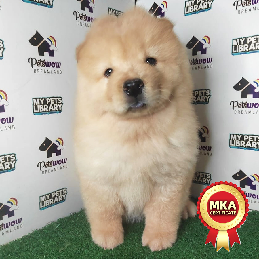 MKA Chow Chow Puppy (Female) For Sale