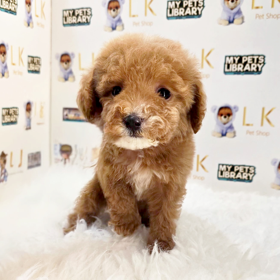 Tiny Maltipoo Puppy (Female) For Sale