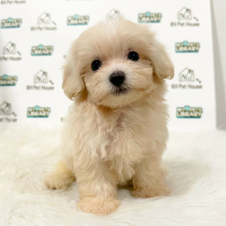 Maltipoo Puppy (Male) For Sale