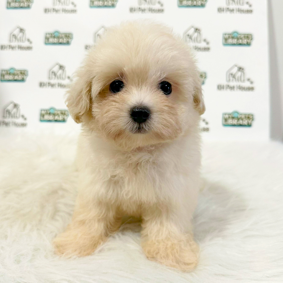 Maltipoo Puppy (Female) For Sale
