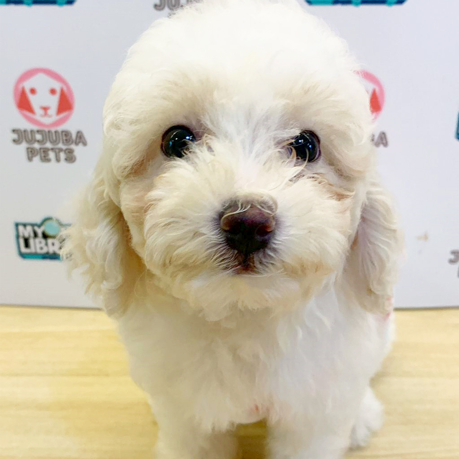Toy Poodle Puppy (Female) For Sale
