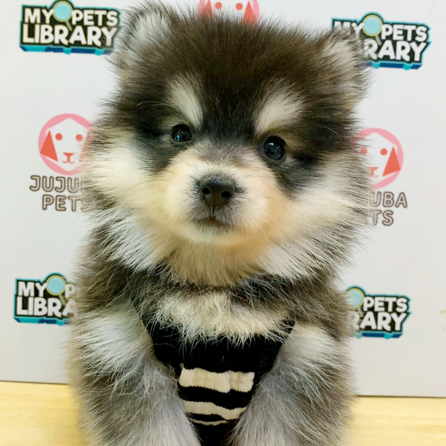 Pomsky Puppy (Male) For Sale
