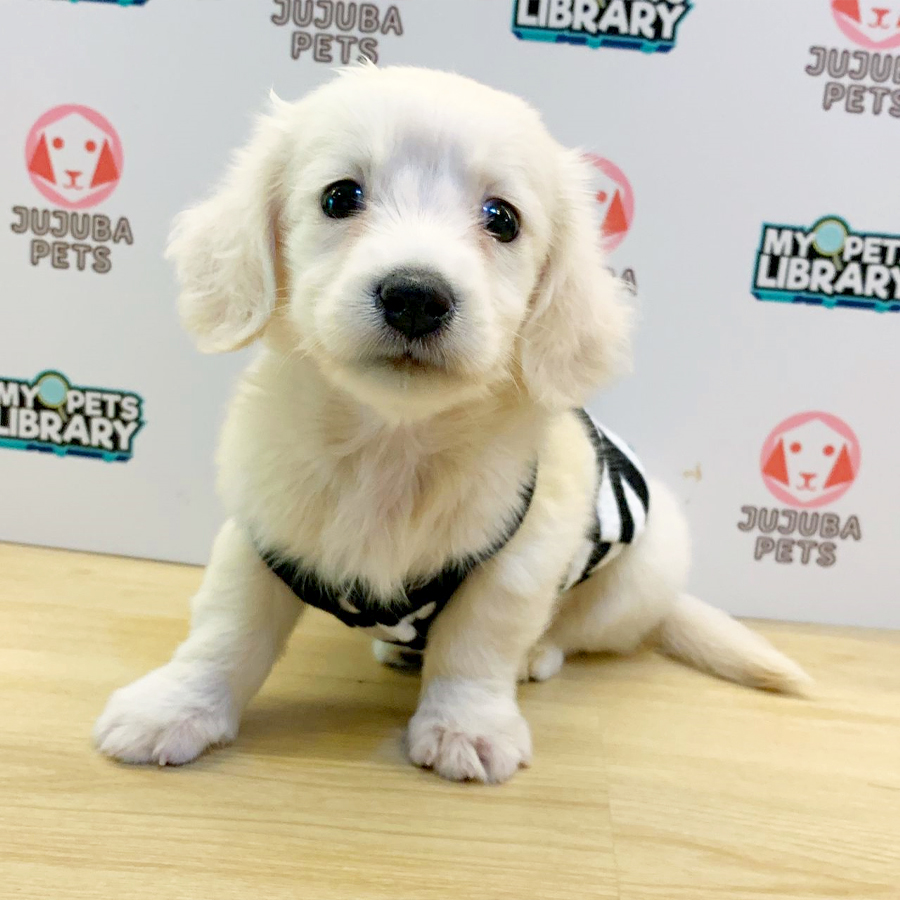 Long Coat Dachshund Puppy (Male) For Sale