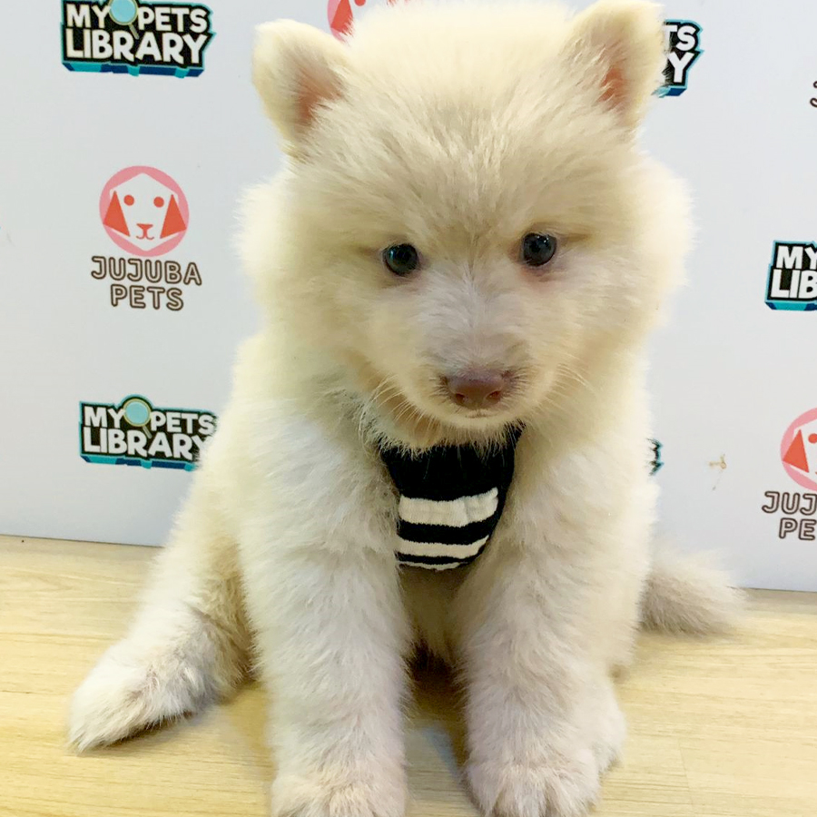 Pomsky Puppy (Male) For Sale