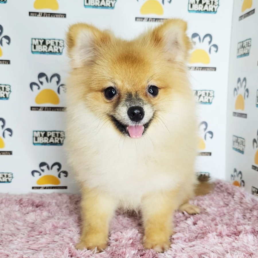 Tiny Pomeranian Puppy (Female) For Sale