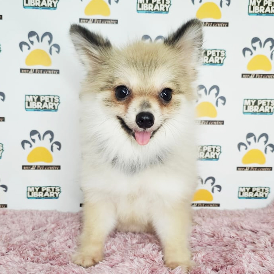 Tiny Pomeranian Puppy (Female) For Sale
