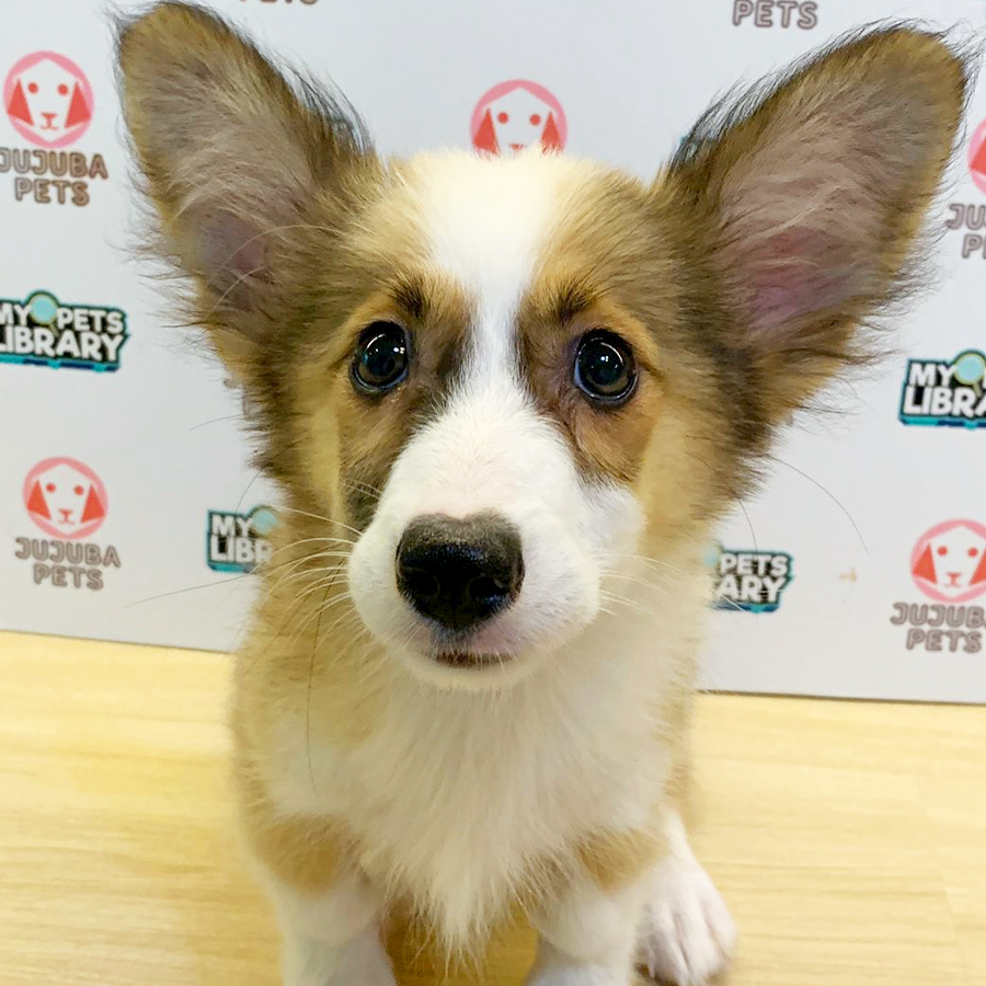 Welsh Corgi Puppy (Male) For Sale