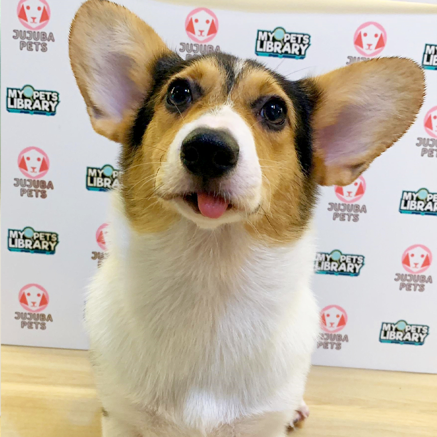 Welsh Corgi Puppy (Female) For Sale