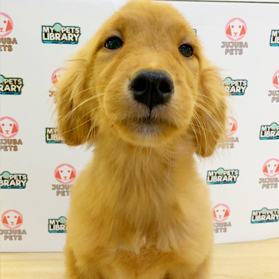 Golden Retriever Puppy (Female) For Sale