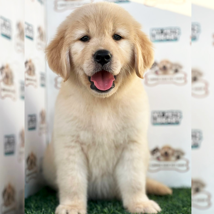 Golden Retriever Puppy (Male) For Sale