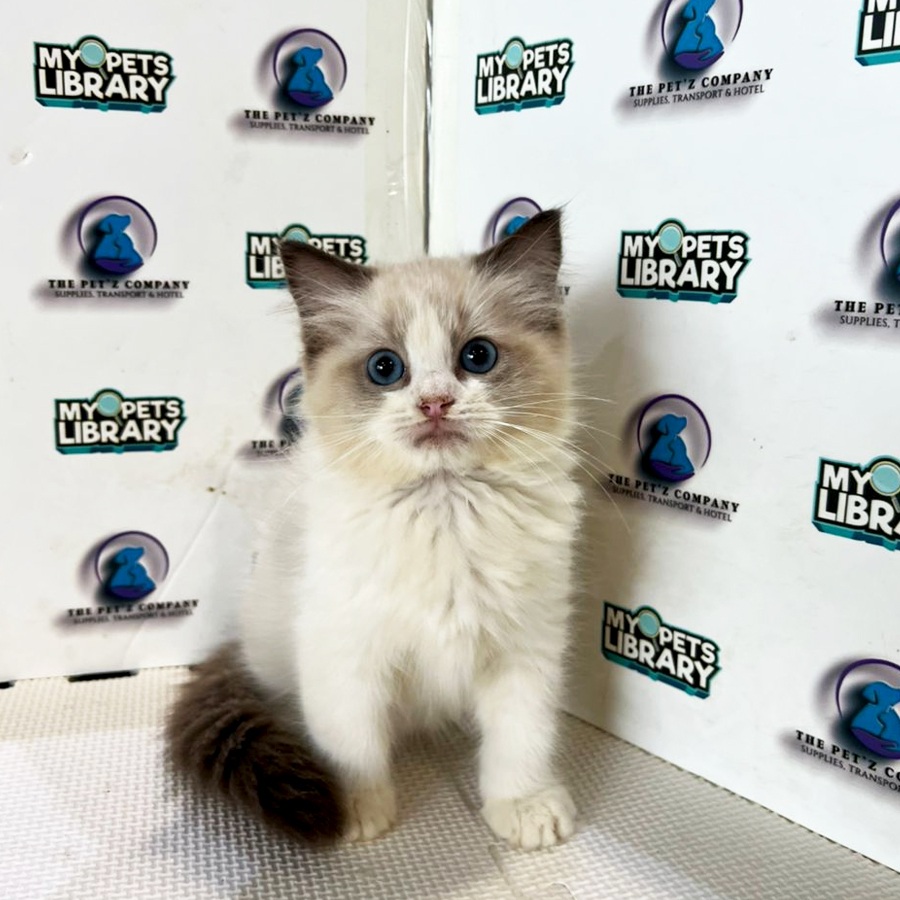 Ragdoll Kitten (Male) For Sale