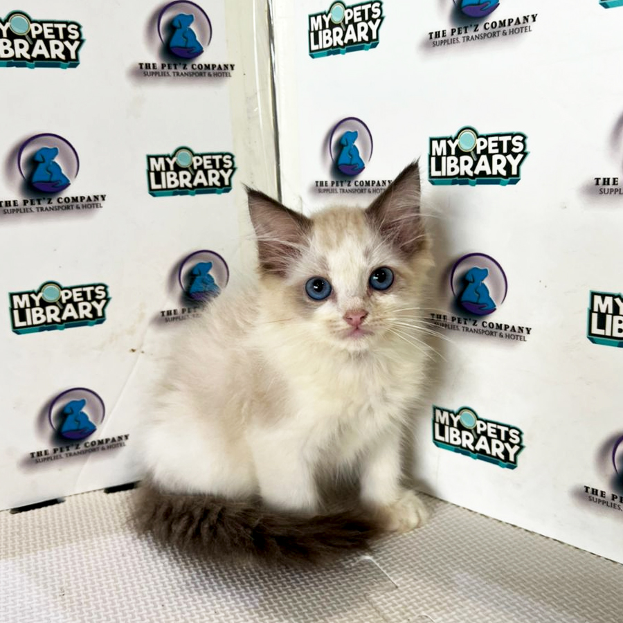 Ragdoll Kitten (Male) For Sale