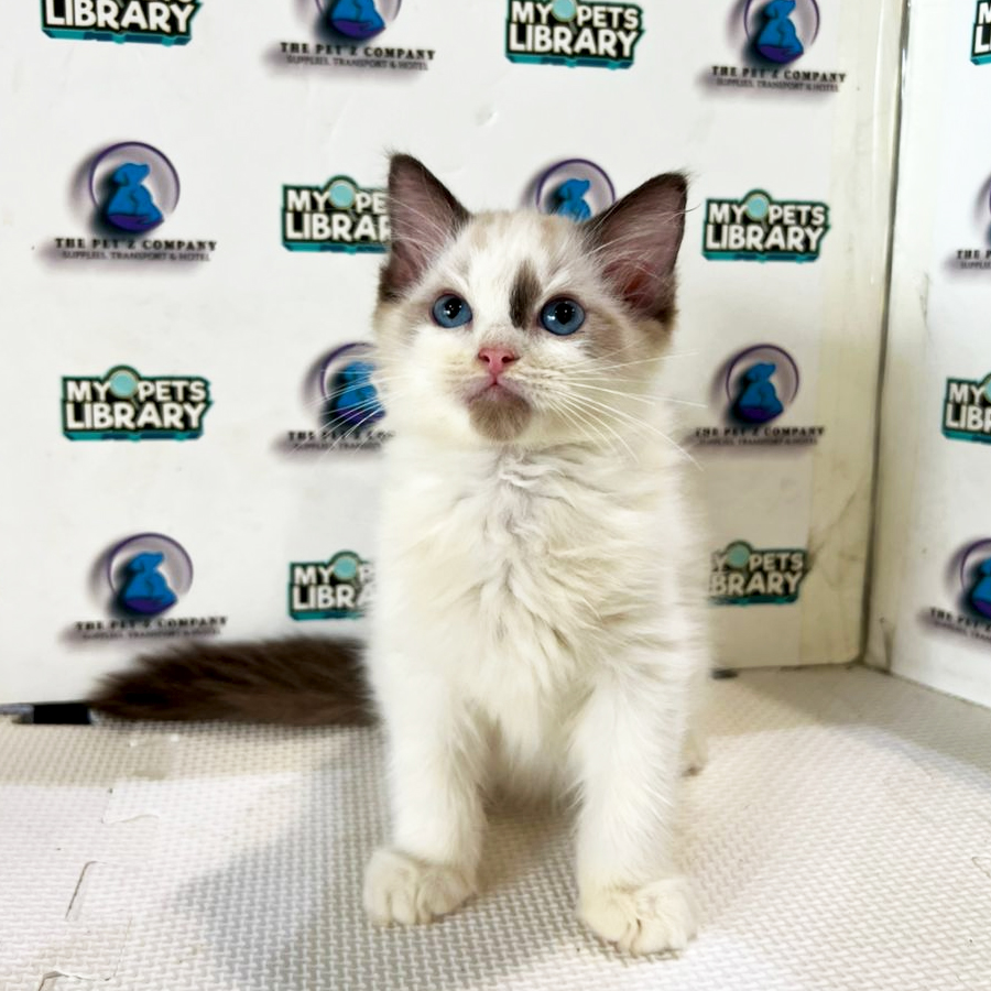 Ragdoll Kitten (Male) For Sale