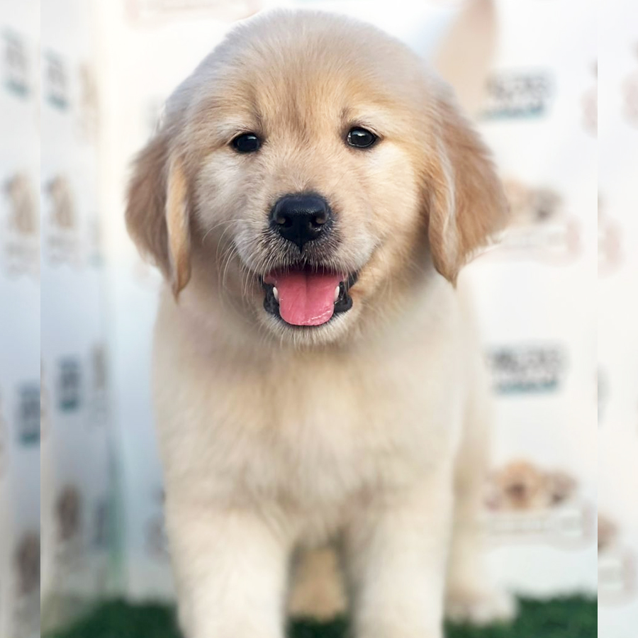 Golden Retriever Puppy (Female) For Sale