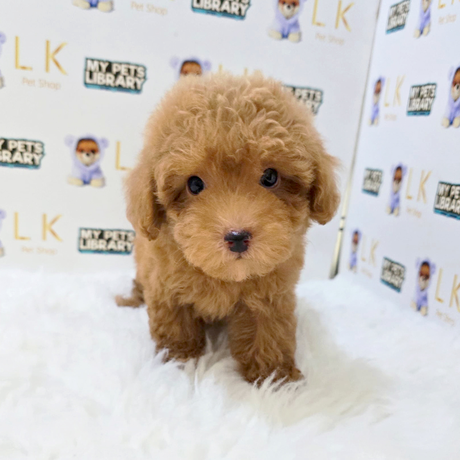 Tiny Maltipoo Puppy (Male) For Sale