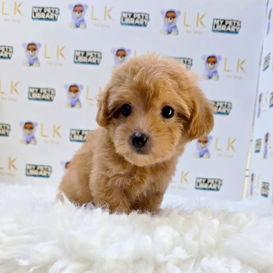 Tiny Maltipoo Puppy (Female) For Sale
