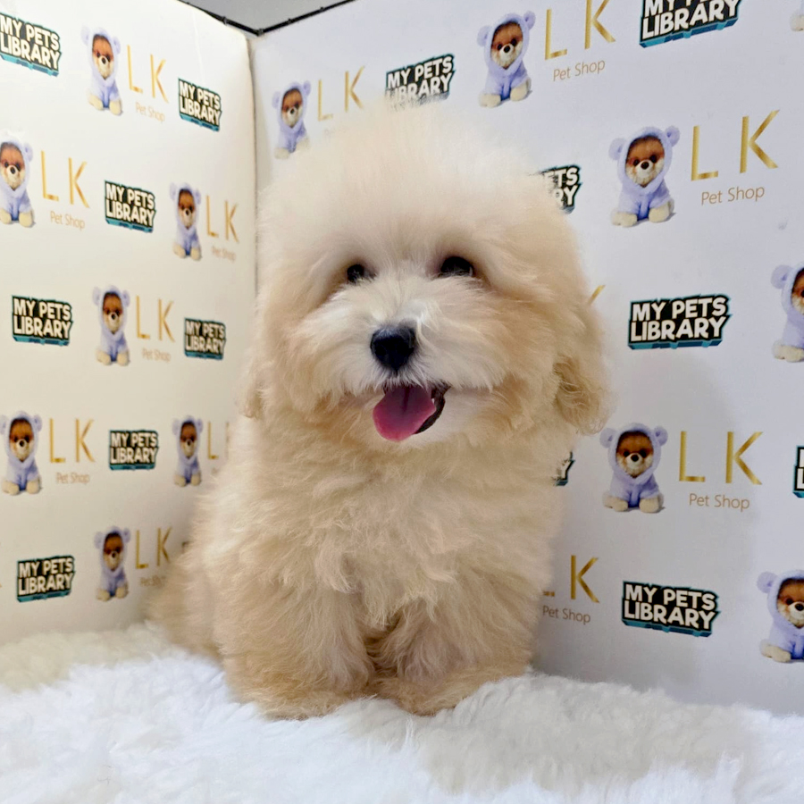 Tiny Maltipoo Puppy (Male) For Sale