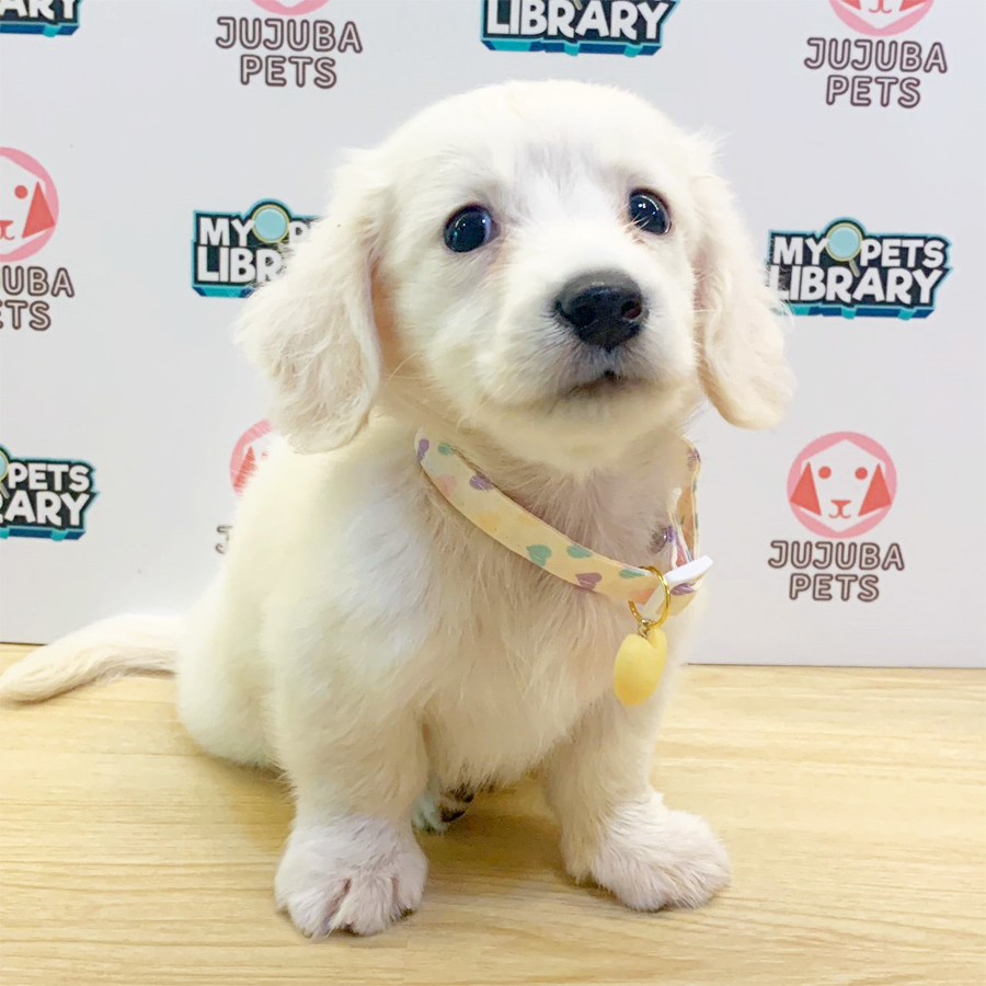 Long Coat Dachshund Puppy (Male) For Sale