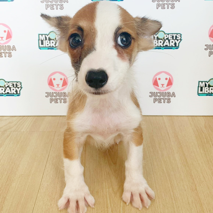 Welsh Corgi Puppy (Male) For Sale